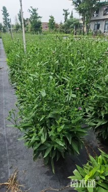 高度20厘米荷兰菊