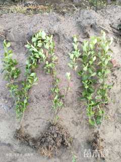 高度50厘米卫矛