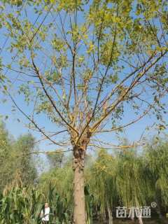 6公分高杆金枝槐