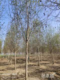 10公分二乔玉兰