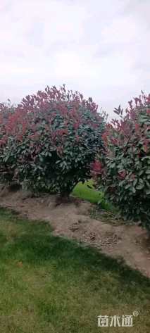 冠幅60厘米红叶石楠球
