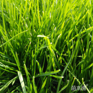 黑麦草种子