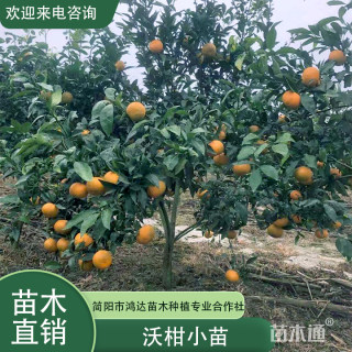 高度60厘米沃柑小苗