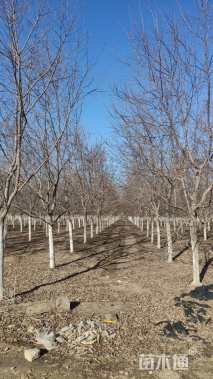 10公分紫叶稠李