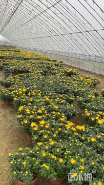 高度45厘米菊花