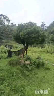高度2厘米黄杨