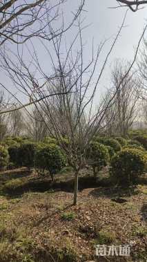 6公分垂丝海棠