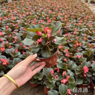 2公分海棠
