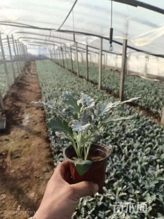 高度15厘米银叶菊