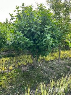 6公分垂丝海棠