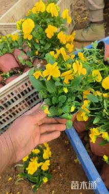 高度12厘米角堇