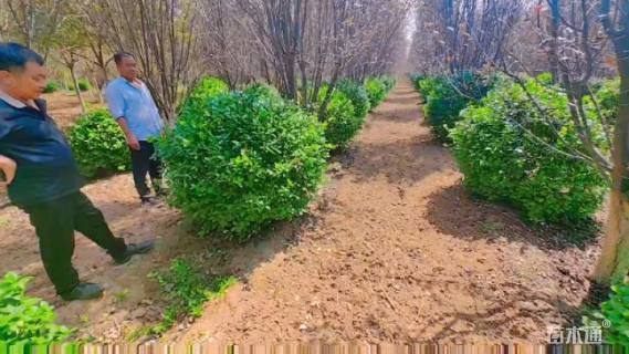 冠幅120厘米卫矛球