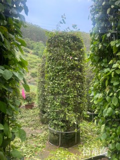 高度300厘米三角梅