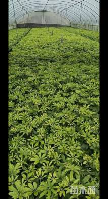 高度25厘米花叶鸭脚木
