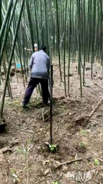 0.5公分竹子