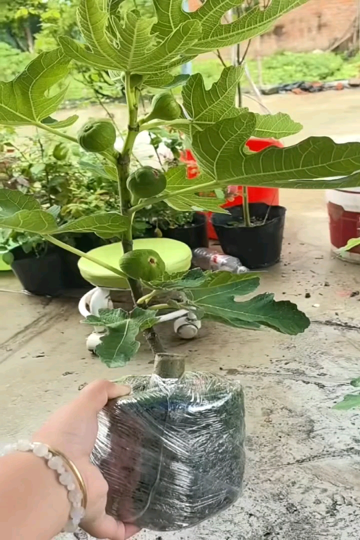 高度30厘米无花果小苗