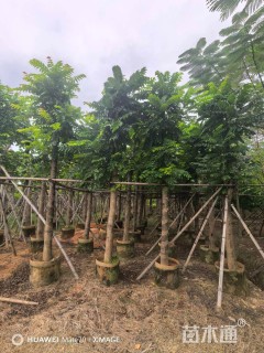 12公分麻楝