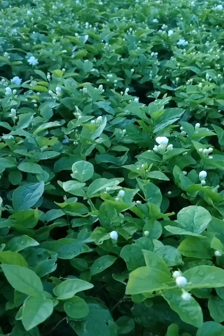 高度30厘米茉莉花