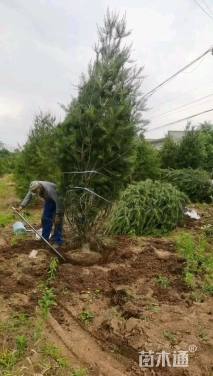 高度350厘米油松