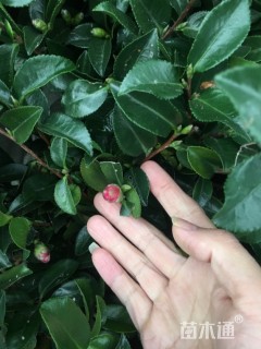 高度40厘米茶梅