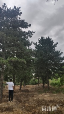 高度900厘米油松