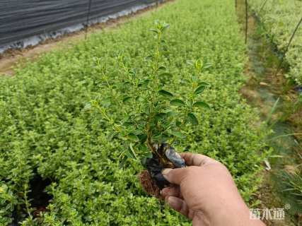 高度20厘米六月雪