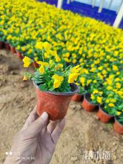 高度11厘米角堇