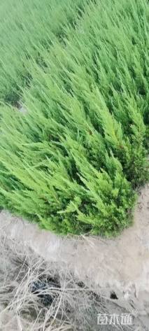 冠幅15厘米龙柏球