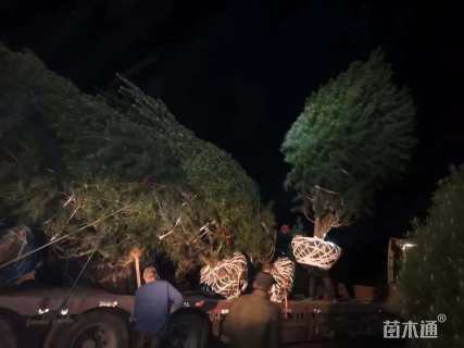 高度600厘米白皮松