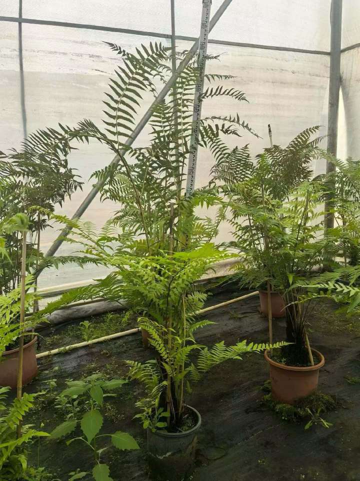 高度160厘米玫瑰蹄盖蕨