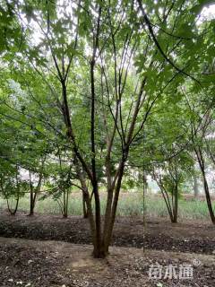高度300厘米丛生五角枫