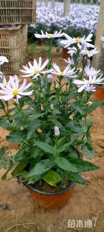 高度30厘米紫菀