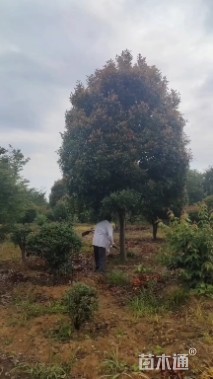 15公分红叶石楠