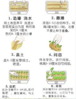 合欢种子