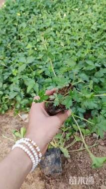 高度15厘米三叶委陵菜