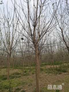 18公分金叶复叶槭