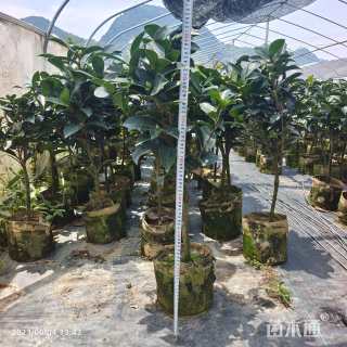 高度80厘米四季茶花