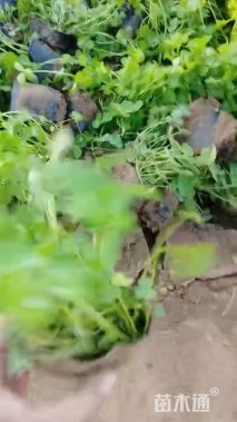 高度18厘米白三叶