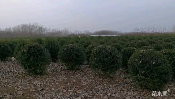 冠幅100厘米水蜡球