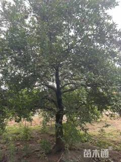 高度300厘米石榴