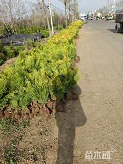 高度50厘米洒金柏