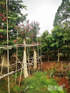 高度400厘米红花紫薇