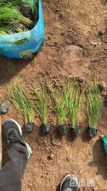 高度50厘米柳枝稷