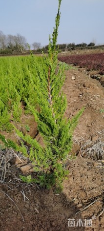 高度40厘米龙柏小苗