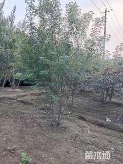 高度300厘米丛生五角枫
