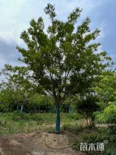 22公分朴树