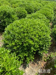 冠幅150厘米海桐球