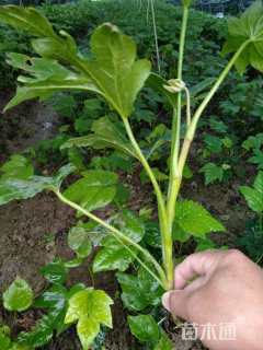 高度40厘米八角金盘