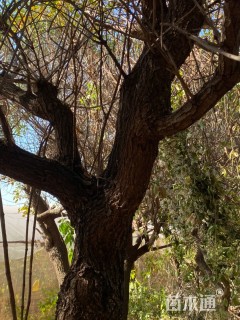 18公分鸡冠刺桐