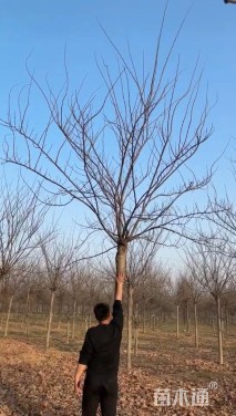 高度238厘米紫荆